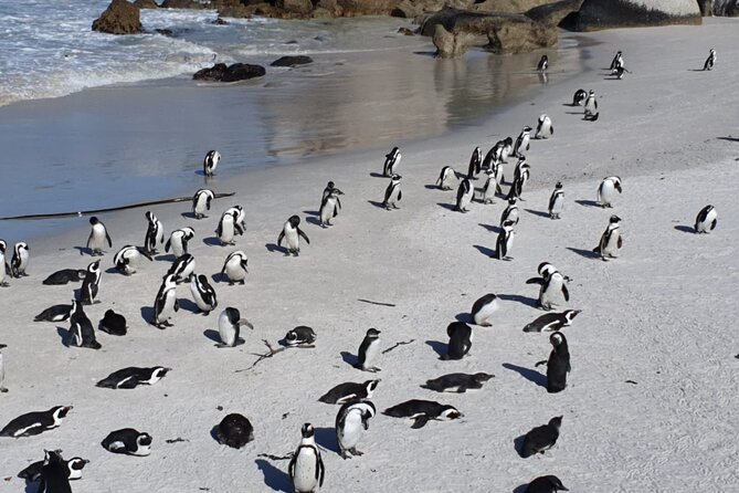 Penguin Watching & Beach Day at Boulder's Beach, Cape Town - Price and value: what $37 doesn’t cover
