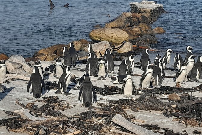Penguins Boulders Beach and Cape Point Small Group Day Tour - Boulders Beach Penguins: The Real Reason Most People Book