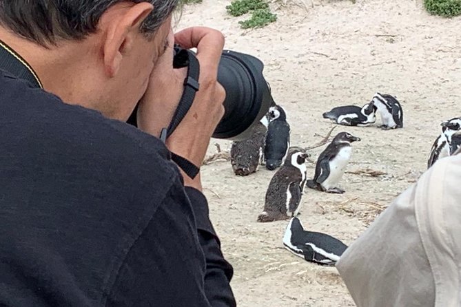 Penguins, Cape Point & Table Mountain. - Hout Bay: harbor life, mountains, and the seal island idea