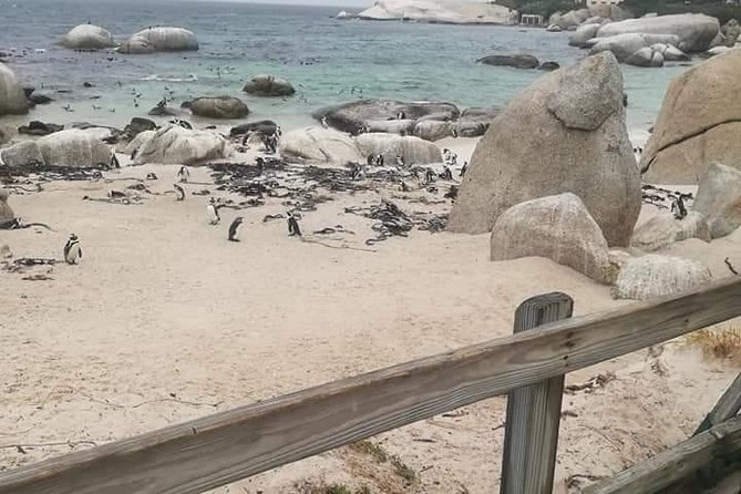 Penguins Viewing, Cape of Goodhope and Winelands Region - Cape of Good Hope and Cape Point lighthouse views over False Bay
