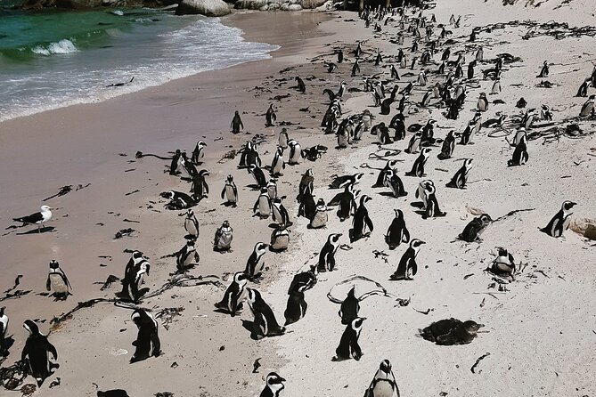 Peninsula Full Day Private Tour - Who this Peninsula day tour is really for