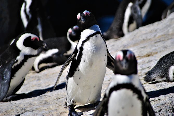 Peninsula Tour - Simons Town, where the day gets a bit more human