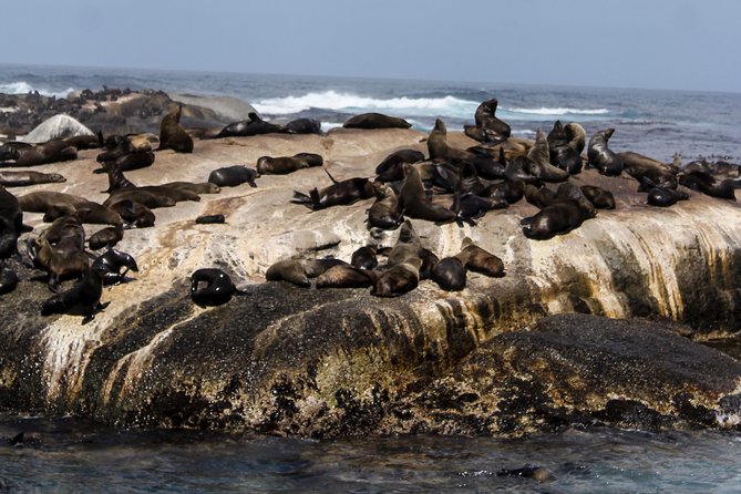 Peninsula Tour Cape Town - Boulders Beach Penguin Colony: Sheltered Shore, Up-Close Wildlife