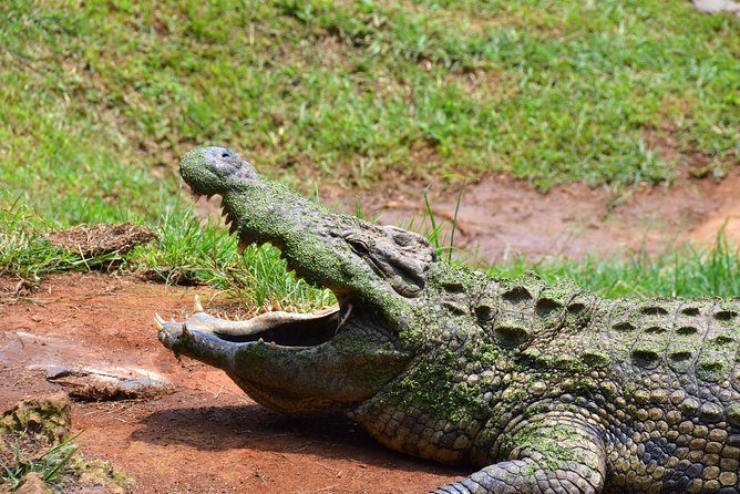 Phezulu Cultural Village & Reptile Park Day Tour from Durban - Inside Phezulu Cultural Village: beehive huts, rituals, and a sangoma visit