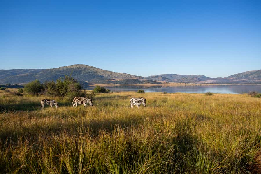 Pilanesberg: 2 Day 3-Star Pilanesberg Safari - Day 2: sunrise game drive, then the mid-day move back