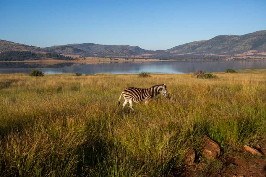 Pilanesberg: 2 Day 3-Star Pilanesberg Safari - What to watch for: communication and last-day handoffs