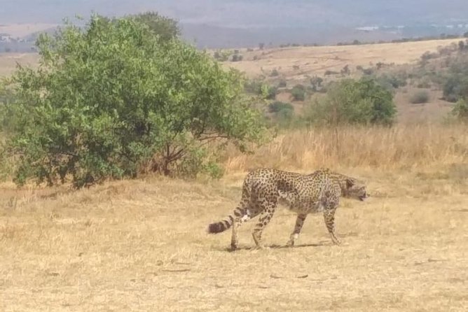 Pilanesberg and Sun City Tour - Getting to Pilanesberg and Sun City: pickup, timing, and comfort