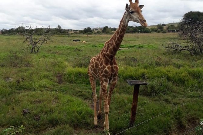 Pilanesberg and Sun City Tour - Valley of Waves at Sun City: what you’re really buying with those 4 hours
