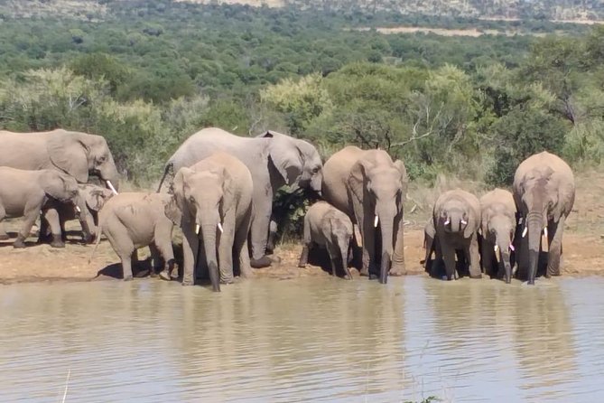 Pilanesberg and Sun City Tour - The people make the difference: drivers and guides in the spotlight
