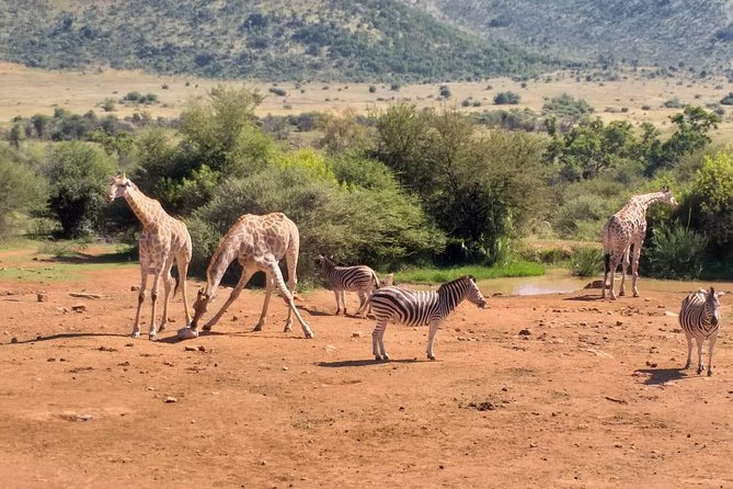 Pilanesberg and Sun City Tour - Price and value: why $202 can work or feel tight