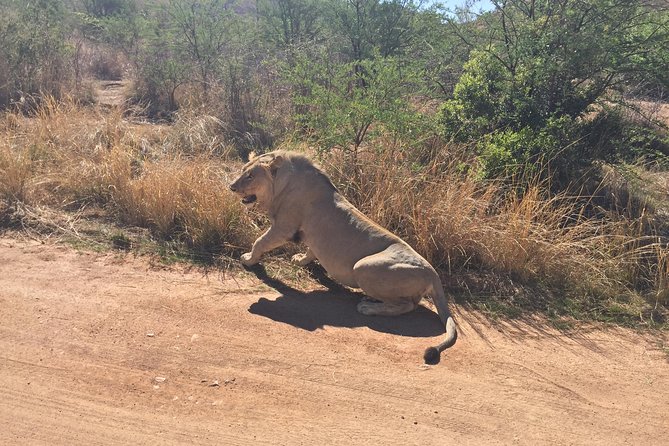 Pilanesberg camping Safari from Johannesburg - Tents, bathrooms, and what “camping like a local” really means