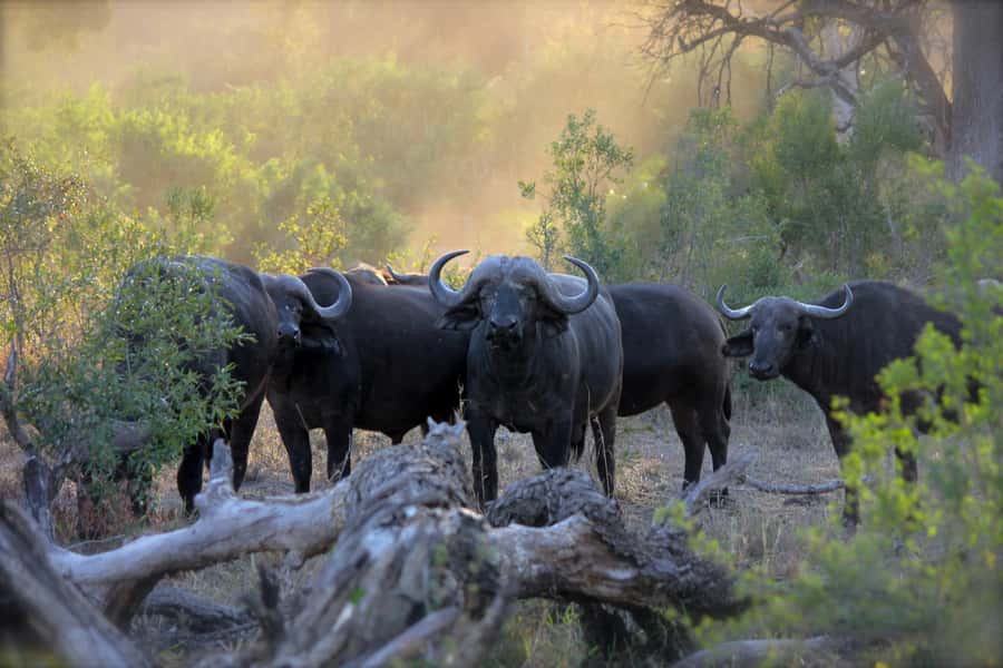 Pilanesberg: Full-Day Safari Adventure from Johannesburg - Why Pilanesberg feels like a fast, focused safari day