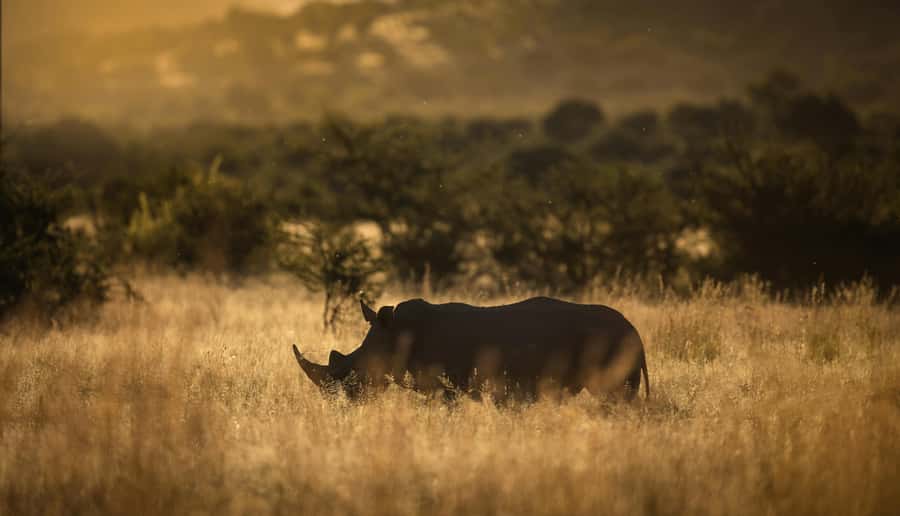 Pilanesberg: Full-Day Safari Adventure from Johannesburg - Your first game drive: an open vehicle and a guide’s radar