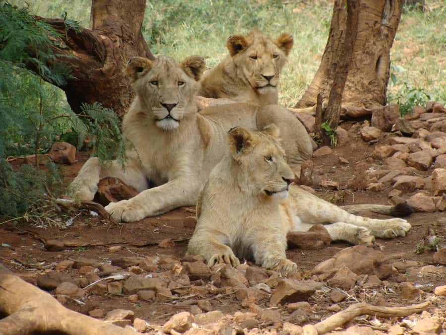 Pilanesberg: Full-Day Safari Adventure from Johannesburg - Comfort, rules, and what to pack so you enjoy every hour