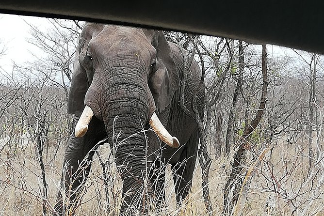 Pilanesberg full day safari private - Open-vehicle vs van: choosing how you see the park