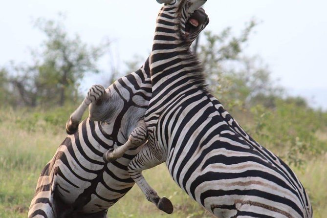 Pilanesberg full day safari private - The stops that keep the day from feeling like a grind