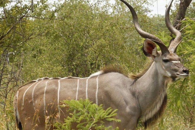 Pilanesberg full day safari private - Price and value: what $199.32 per person really buys
