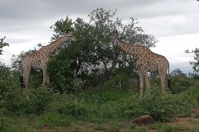 Pilanesberg full day safari private - How long should you stay, and what to expect from the 3 to 4 hours in the park?