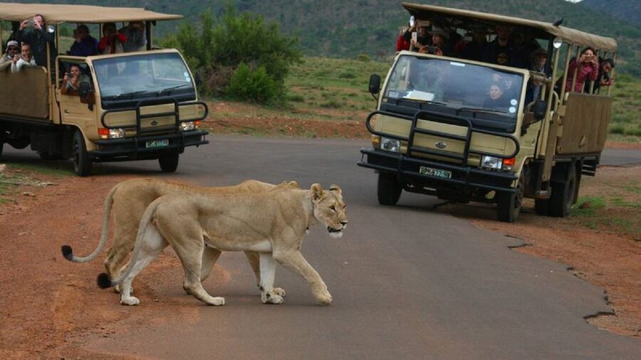 Pilanesberg Full-Day Shared Safari with Sun City Visit - Key Things That Make This Day Tick