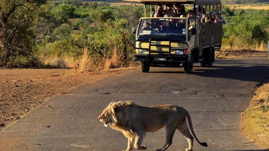 Pilanesberg Full-Day Shared Safari with Sun City Visit - Mankwe Dam and the Watering-Hole Magnet Effect