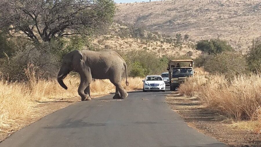 Pilanesberg Full-Day Shared Safari with Sun City Visit - Pilanesberg Game Drive: Open-Vehicle Morning for Real Sightlines