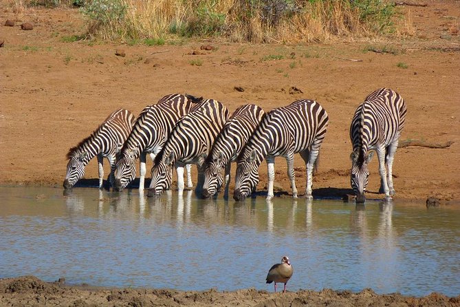 Pilanesberg Game Reserve 6 Hour Sunrise Safari from Johannesburg or Pretoria - Why this sunrise safari beats trying to DIY Pilanesberg