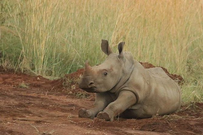 Pilanesberg Game Reserve 6 Hour Sunrise Safari from Johannesburg or Pretoria - The value of $255.12, and what you are really paying for