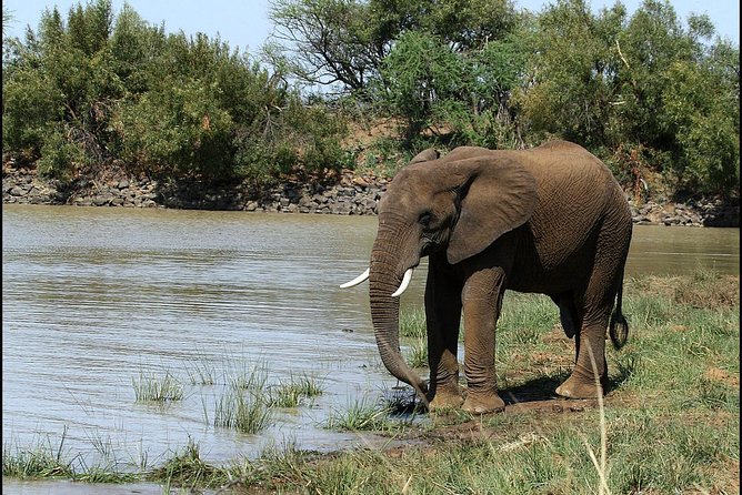 Pilanesberg Game Reserve 6 Hour Sunrise Safari from Johannesburg or Pretoria - Vehicle comfort and sightline trade-offs