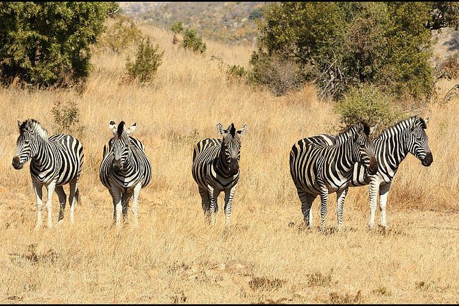 Pilanesberg Game Reserve 6 Hour Sunrise Safari from Johannesburg or Pretoria - Who should book this Pilanesberg sunrise safari