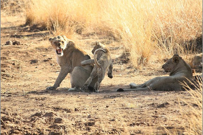 Pilanesberg Game Reserve 6 Hour Sunrise Safari from Johannesburg or Pretoria - Pilanesberg’s setting: a volcanic caldera you can actually feel