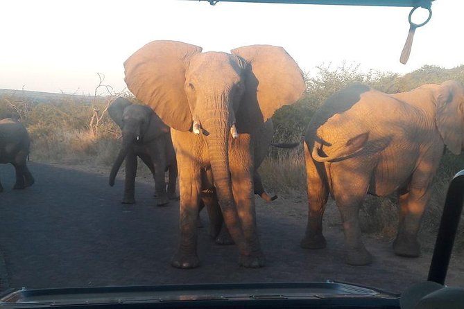 Pilanesberg Game Reserve Guided Day Tour from Johannesburg or Pretoria - The full-day schedule, and why the early start makes sense