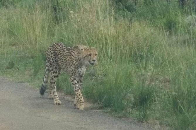 Pilanesberg Game Reserve Guided Day Tour from Johannesburg or Pretoria - Riding open-air: how to get better sightings and better photos
