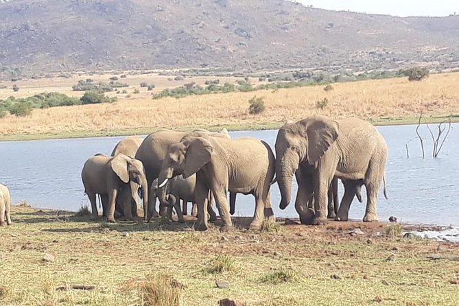 Pilanesberg Game Reserve Guided Day Tour from Johannesburg or Pretoria - Big Five chances, and how to set expectations without killing the fun