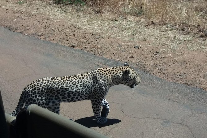 Pilanesberg Game Reserve Guided Day Tour from Johannesburg or Pretoria - Small group size and the role of your guide