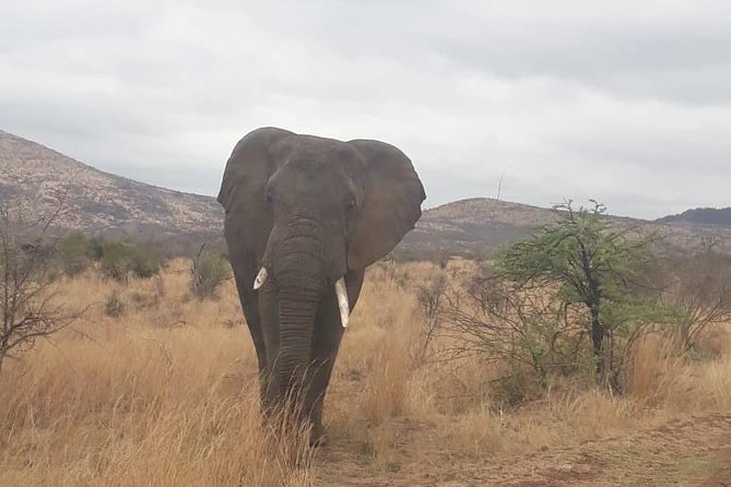 Pilanesberg Game Reserve Guided Day Tour from Johannesburg or Pretoria - Your 6-hour game drive: what “guided spotting” means in practice