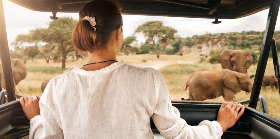 Pilanesberg Morning or Afternoon 3 Hour Game Drive - Open-top safari vehicle: what it helps, and what to watch for