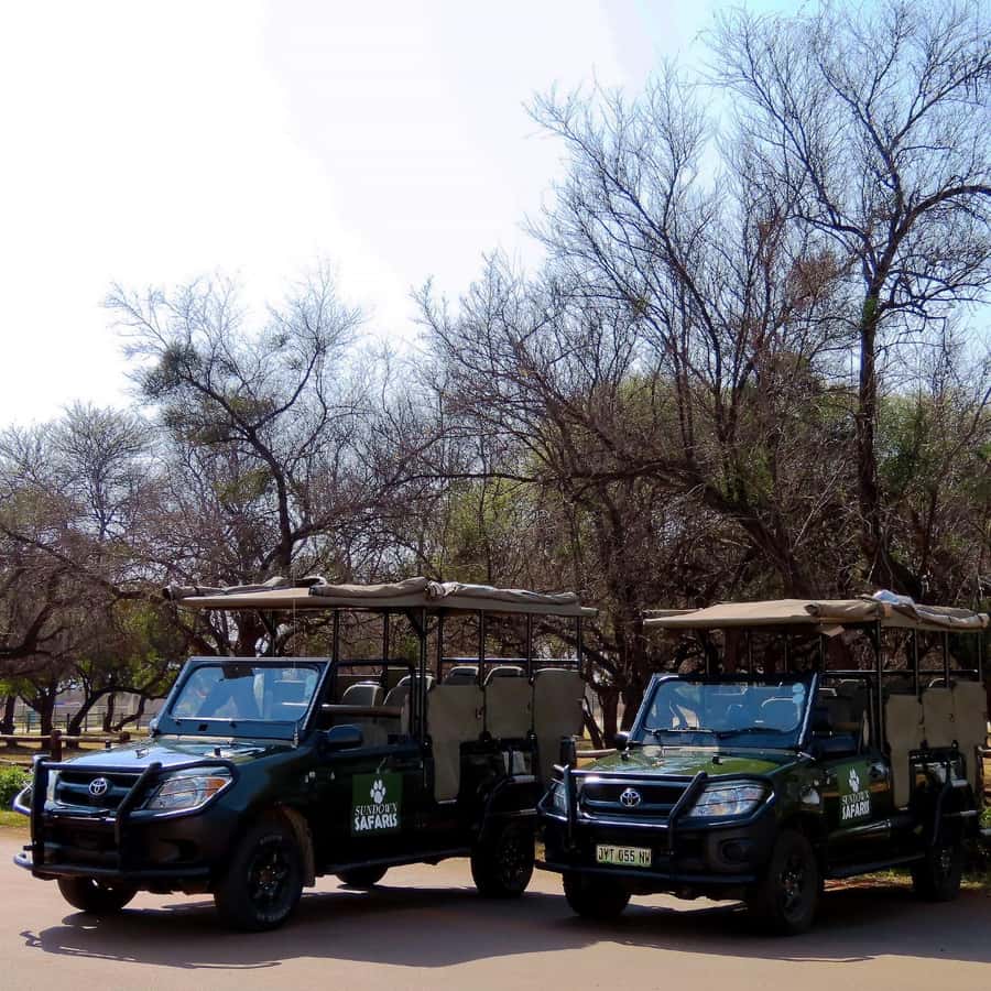 Pilanesberg Morning or Afternoon 3 Hour Game Drive - Birdwatching in Pilanesberg: 300 species sounds big for a reason