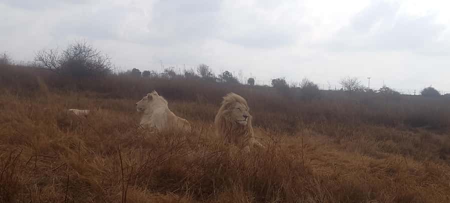 Pilanesberg National Park - Pilanesberg National Park: Quick Orientation and Why a Day Trip Makes Sense