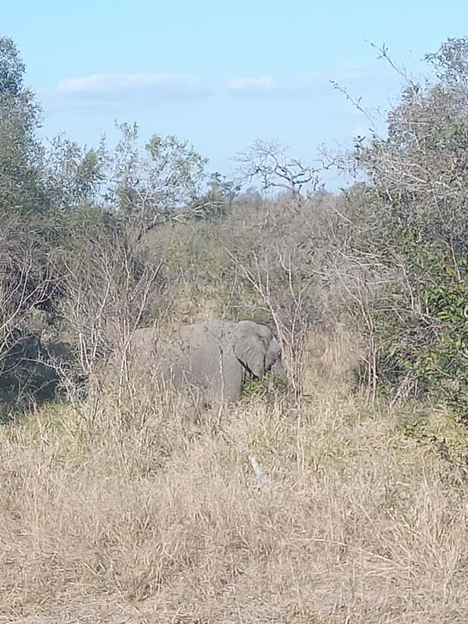 Pilanesberg National Park - Photo Stops and Break Time: Useful, but Manage Your Expectations