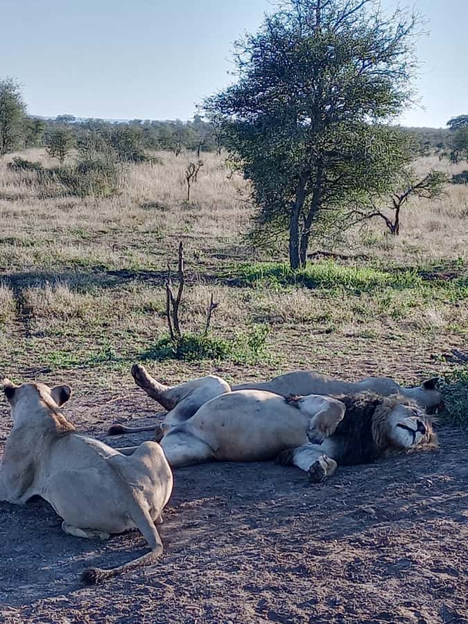 Pilanesberg National Park - Timing the Afternoon: Getting Back Before Sunset
