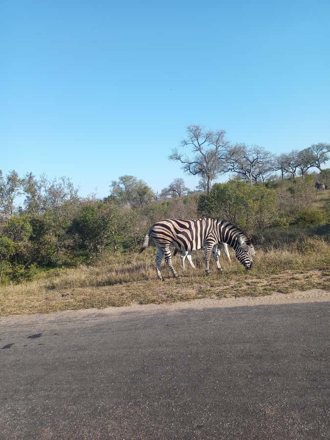 Pilanesberg National Park - Price and Value: Is $248 Per Person Worth It From Johannesburg?