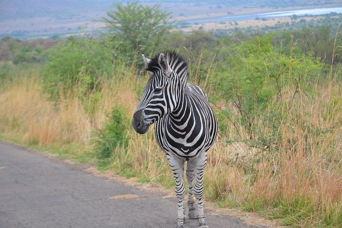 Pilanesberg National Park Day Tour from Pretoria, every SATURDAY - Group Size Matters When You Are Hunting Wildlife