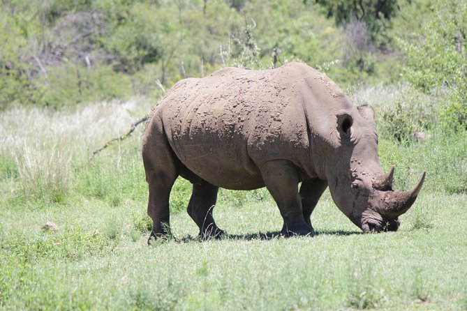 Pilanesberg National Park Day Tour from Pretoria, every SATURDAY - What You Can Expect to See, and What to Keep Expectations Balanced