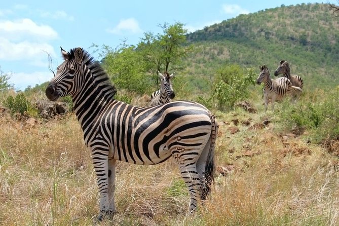 Pilanesberg National Park Full Day Safari From Johannesburg - Big Five chances: what to expect when the sightings matter