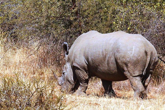 Pilanesberg National Park Full Day Safari From Johannesburg - Timing and the lunch reality after the safari