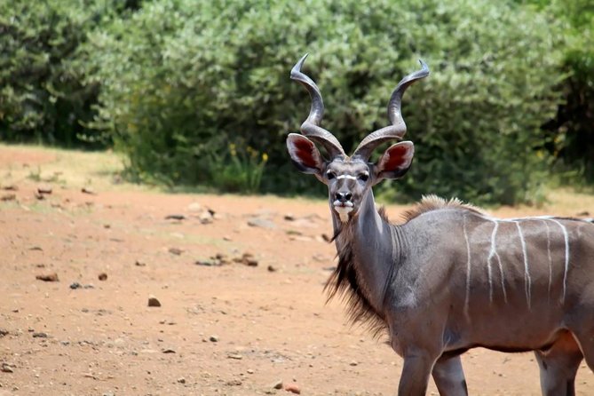 Pilanesberg National Park Full Day Safari From Johannesburg - Photo strategy: how to get great shots in 3 hours