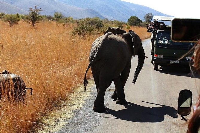 Pilanesberg National Park Full Day Safari From Johannesburg - Price and value: is $225.48 a smart buy?