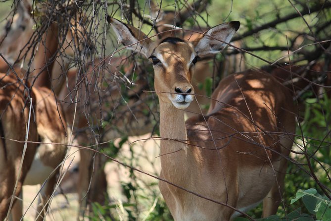 Pilanesberg National Park Full Day Safari From Johannesburg - How the certified ranger safari works on an open vehicle