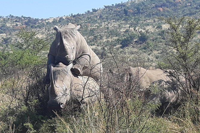 Pilanesberg National Park Full-Day Tour from Johannesburg - Lunch Inside the Park: Fuel Without Losing the Moment