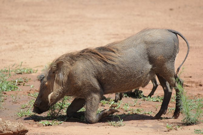 Pilanesberg National Park Full-Day Tour from Johannesburg - Price and Value: Is $141.23 Worth It?